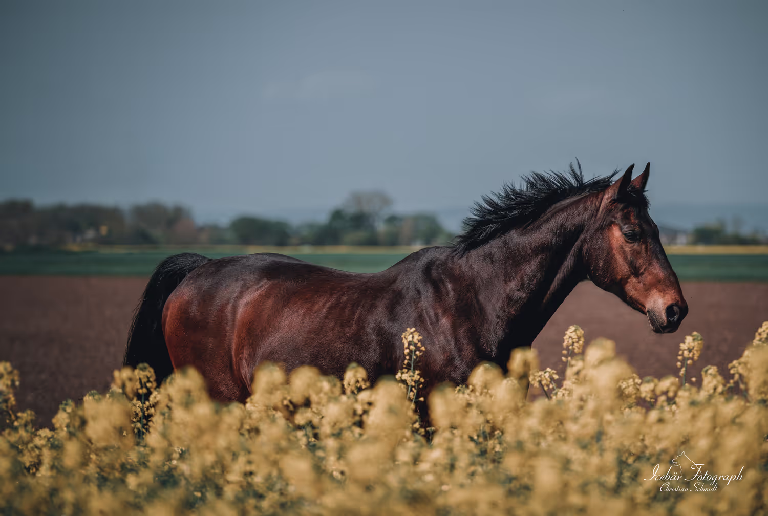Pferdefotografie von Icebär Fotografie