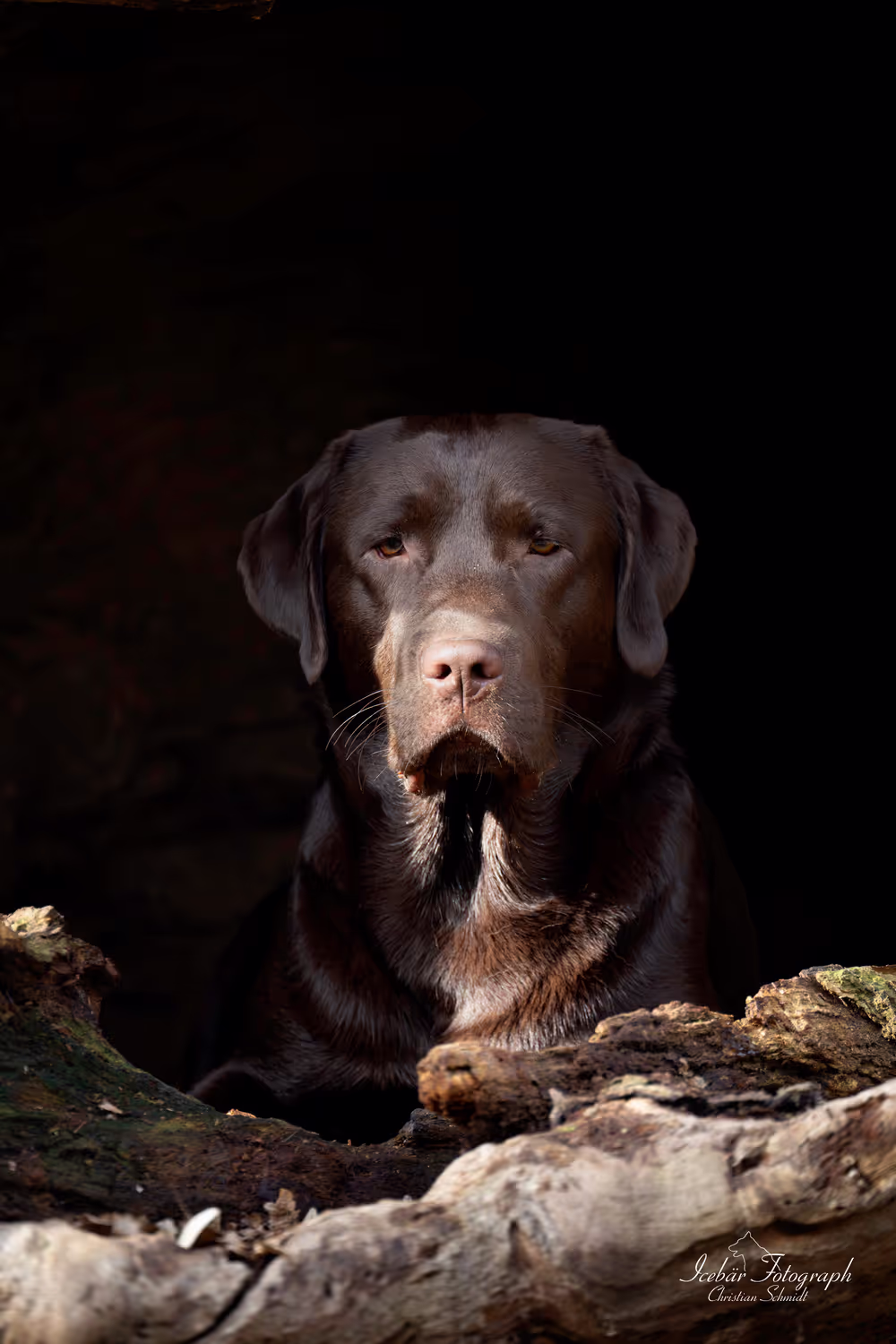 Hundefoto von Icebär Fotografie