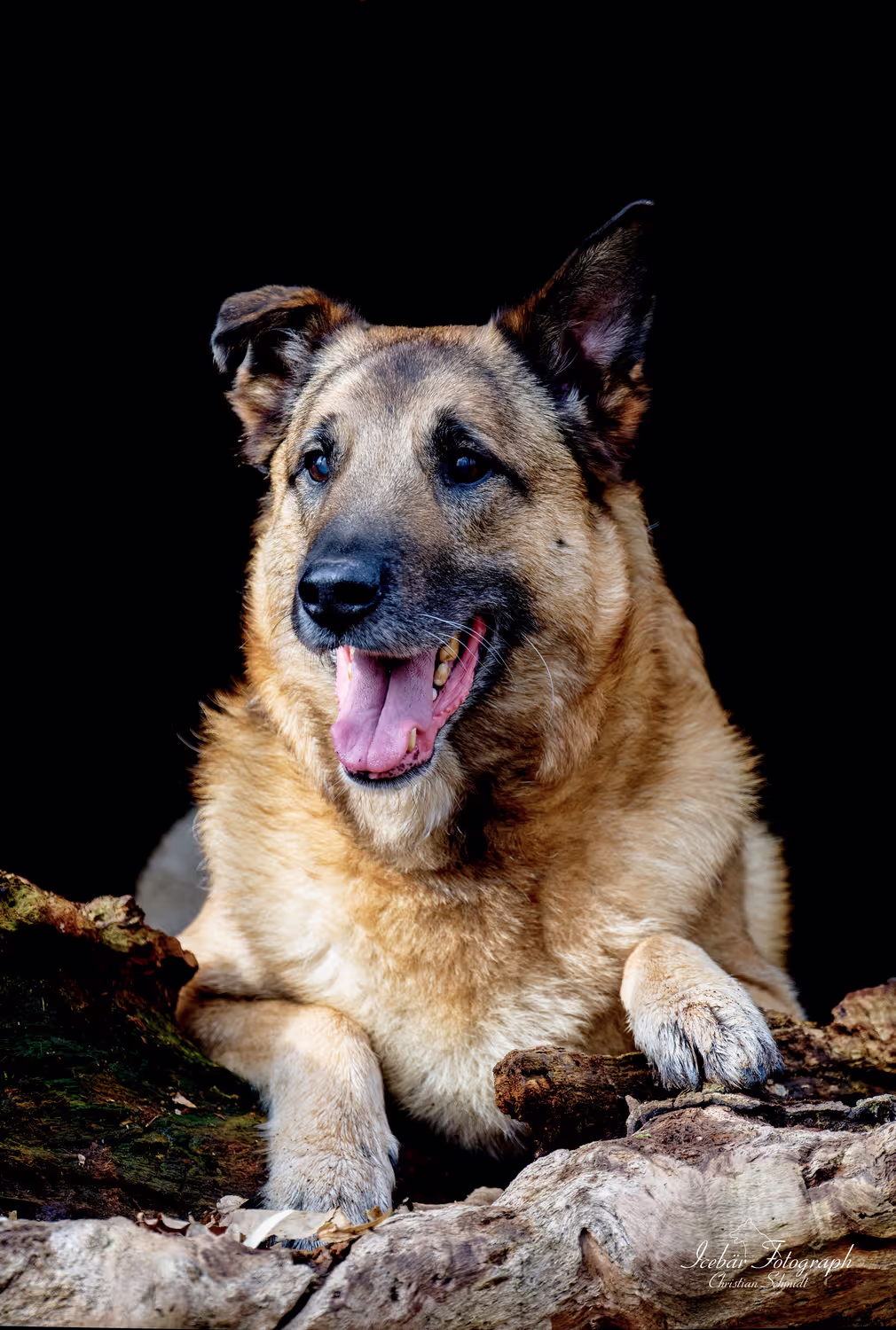 Hundefoto von Icebär Fotografie