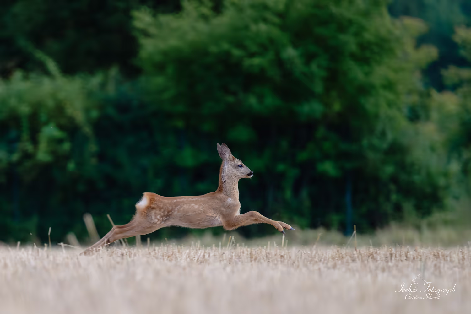 Tierfotografie von Icebär Fotografie