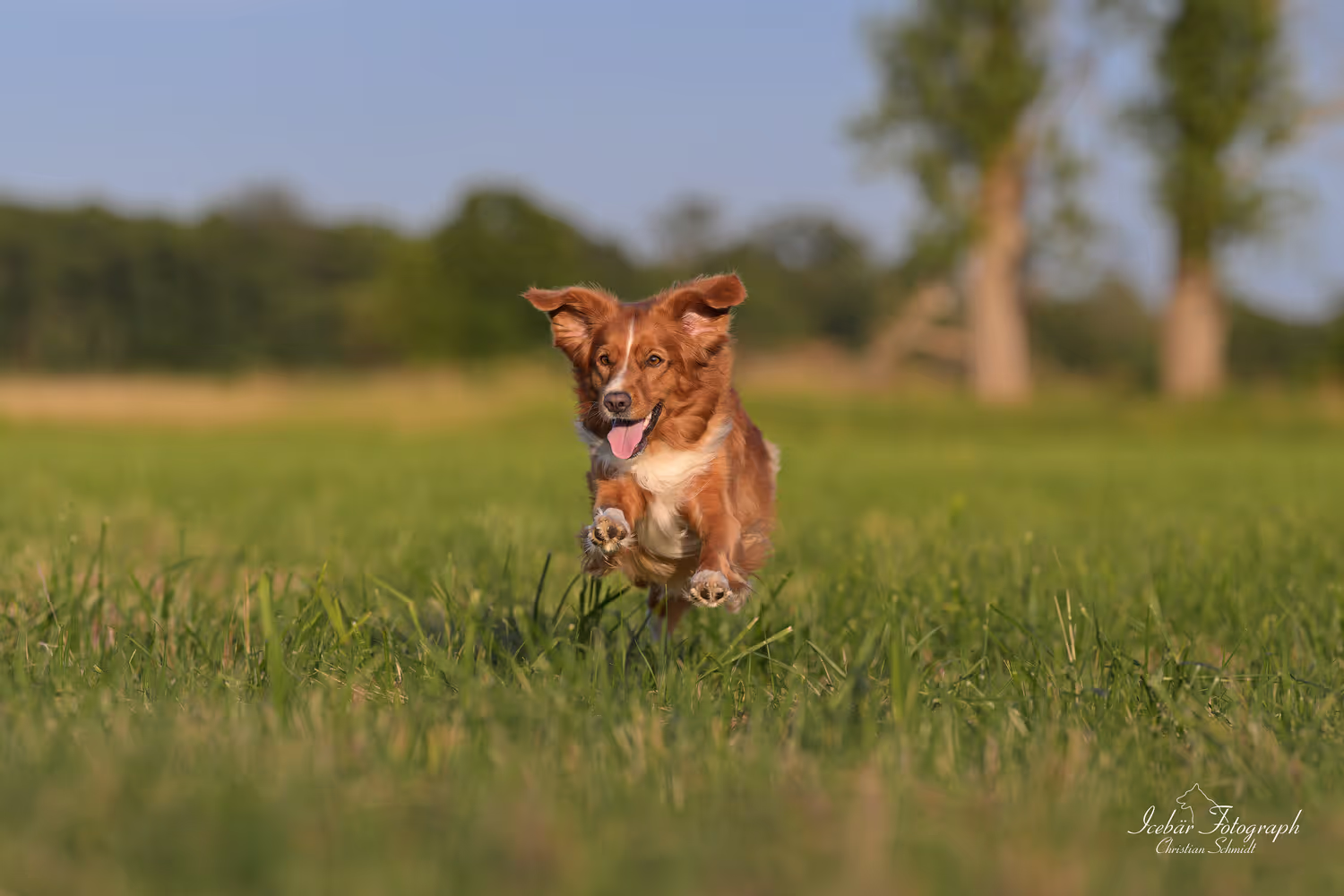 Hundefoto von Icebär Fotografie