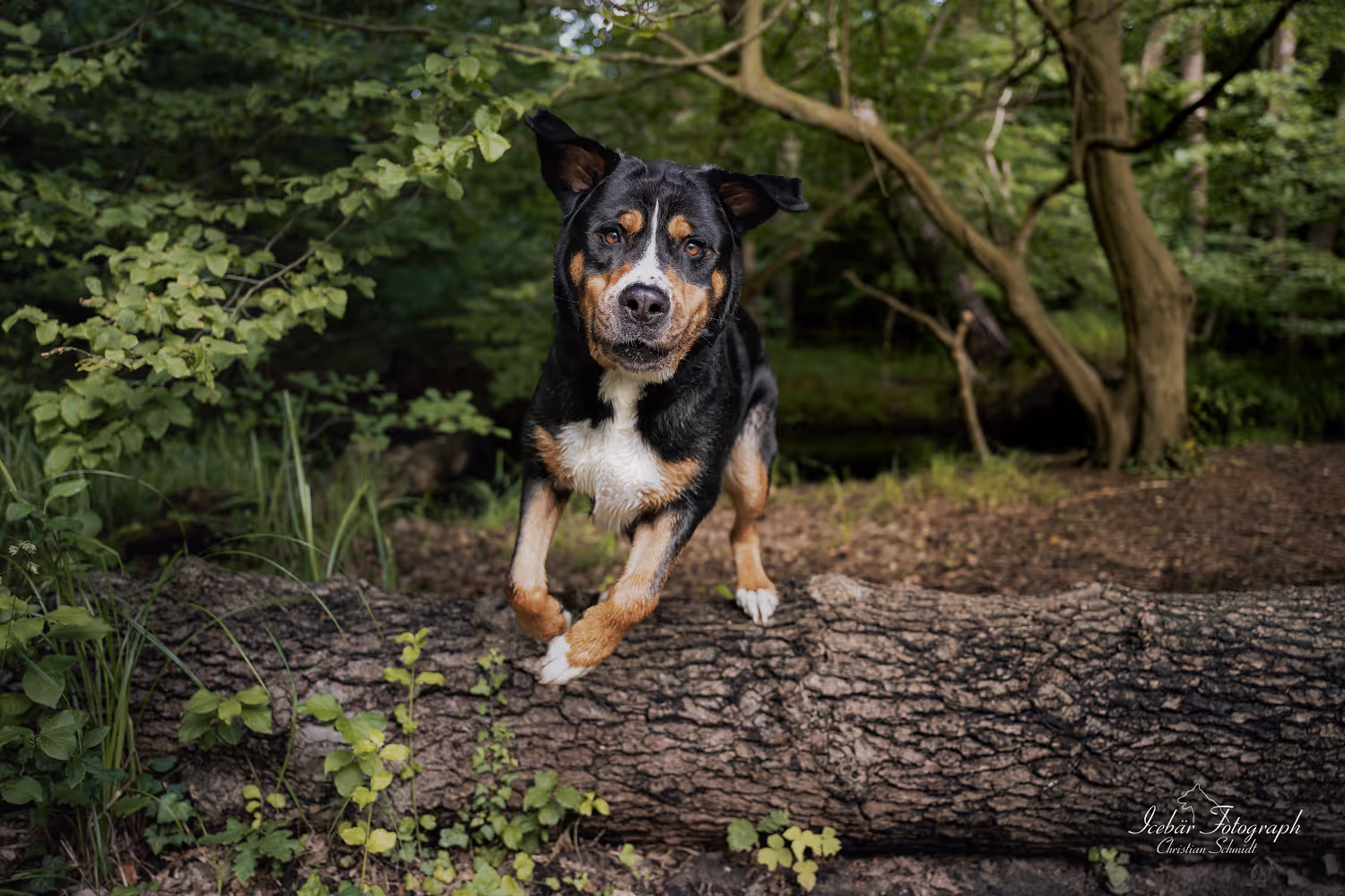 Tierfotografie von Icebär Fotografie