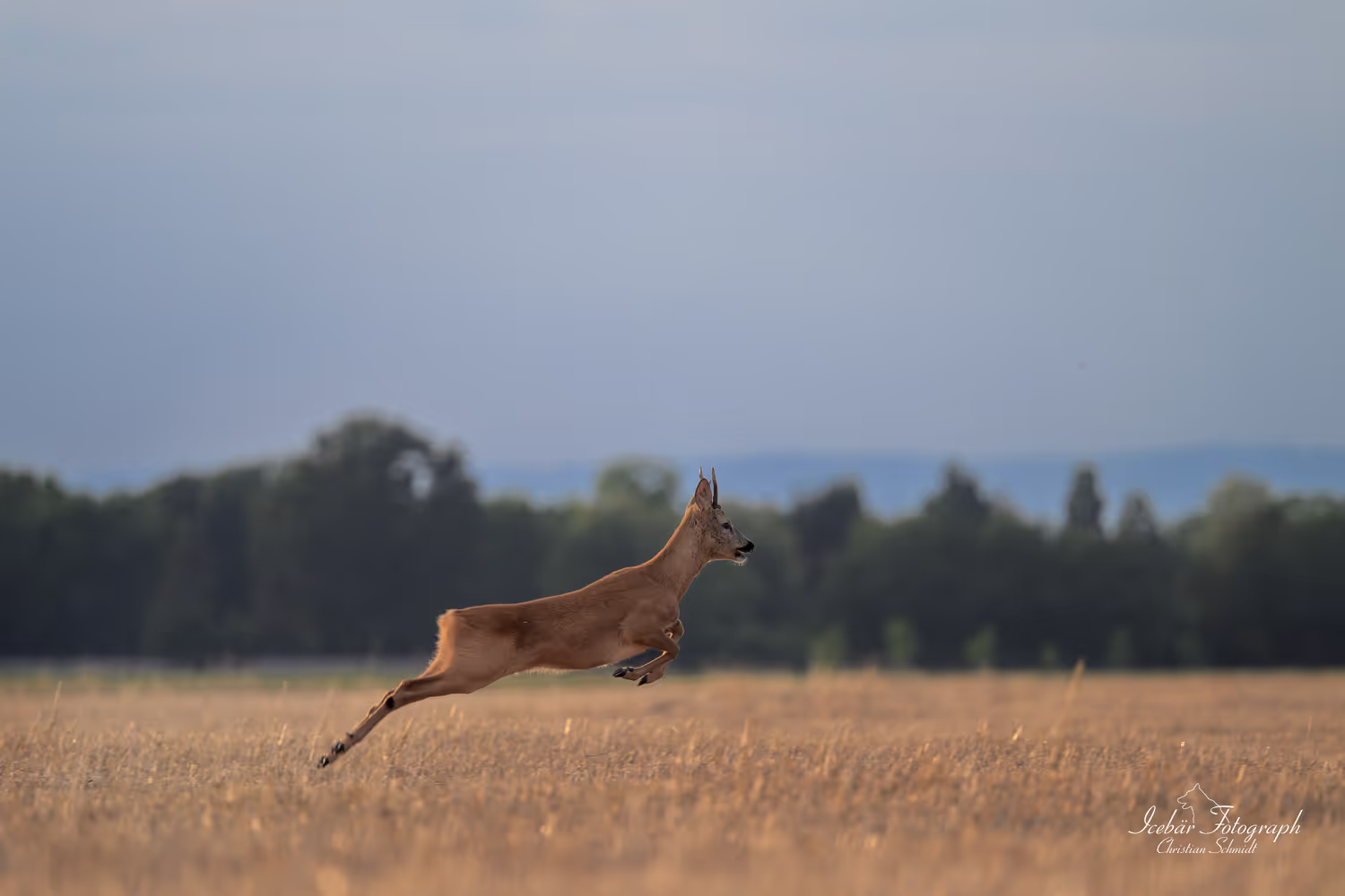 Tierfotografie von Icebär Fotografie