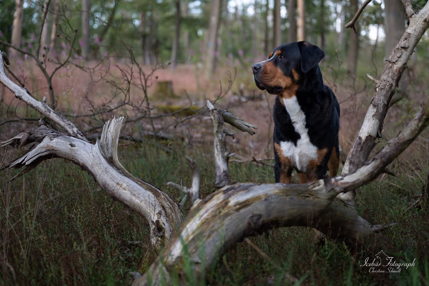 Hundefoto von Icebär Fotografie