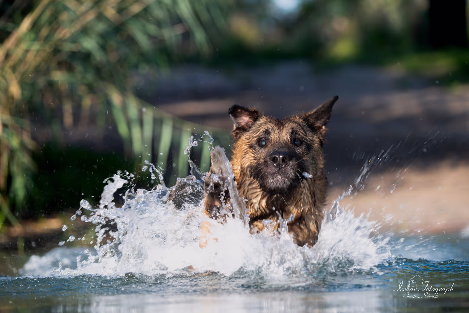 Hundefoto von Icebär Fotografie