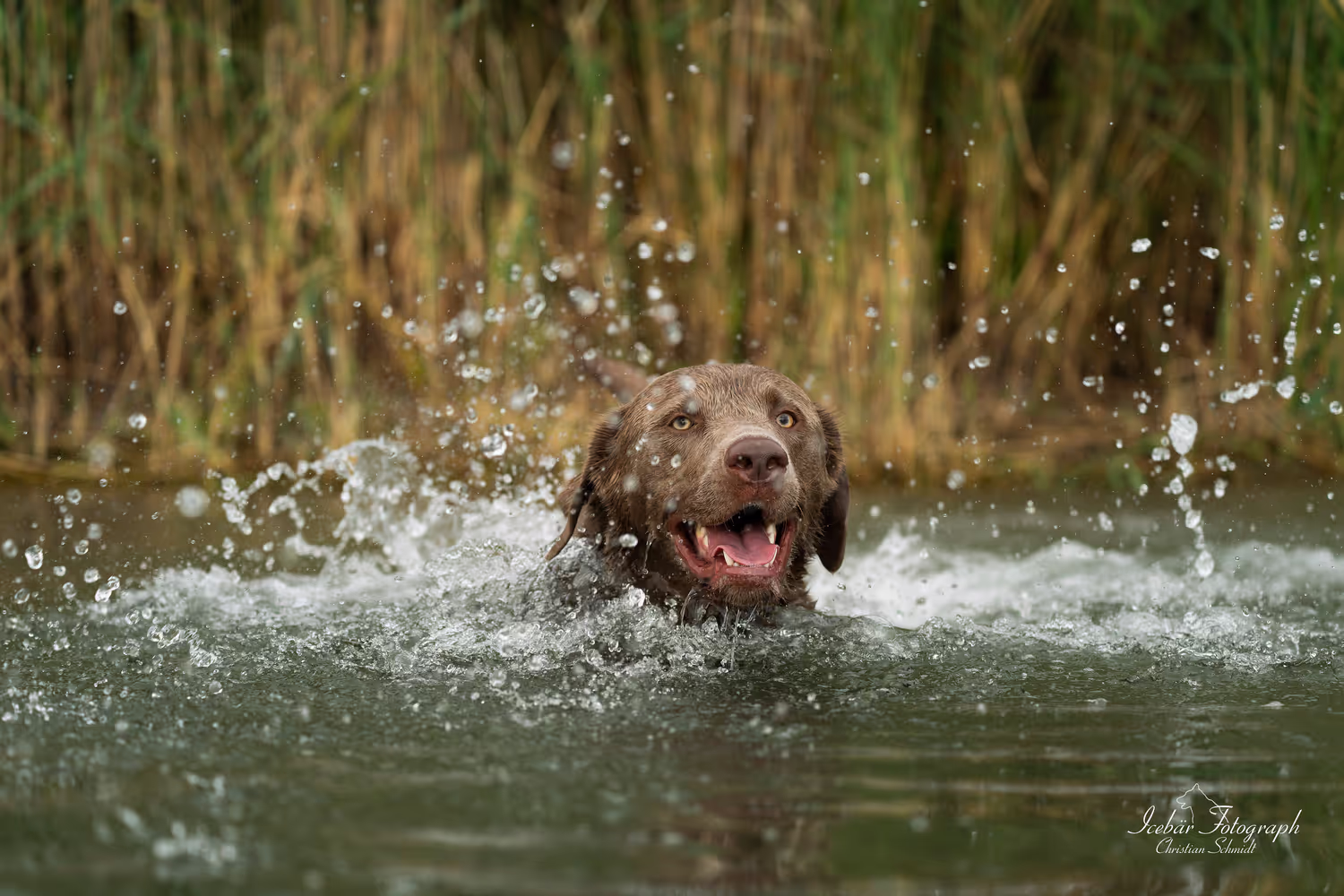 Hundefoto von Icebär Fotografie