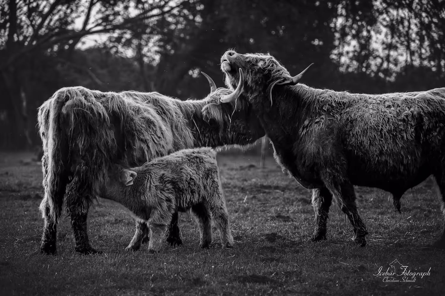 Tiere auf einem Bauernhof von Icebär Photographer