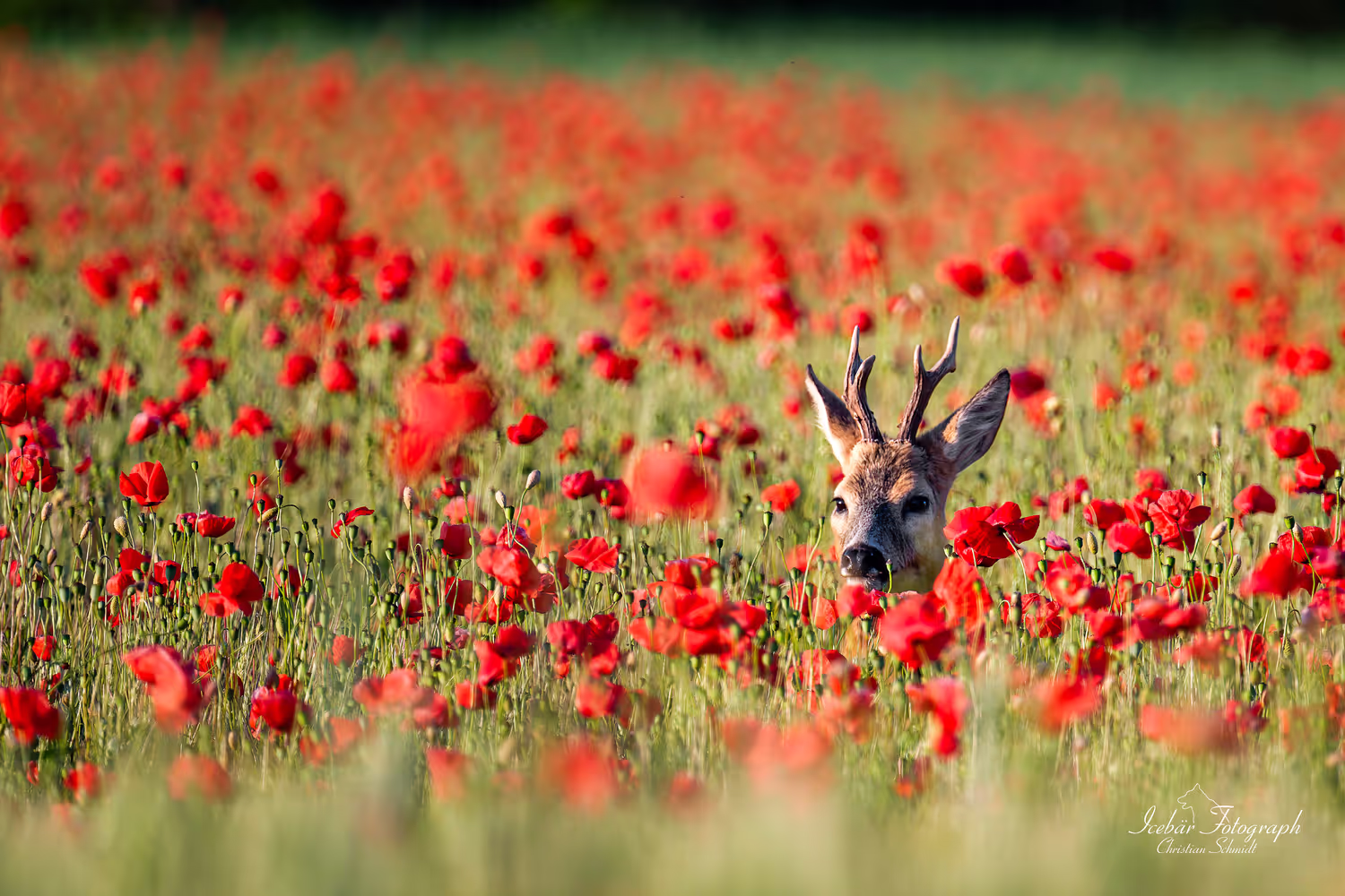 Tierfotografie von Icebär Fotografie