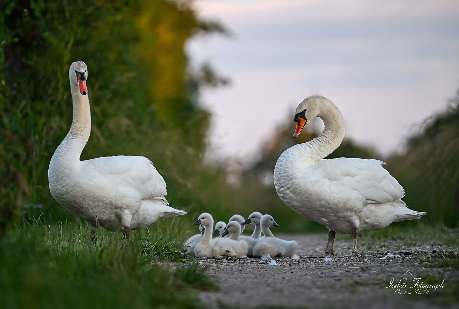 Tierfotografie von Icebär Fotografie