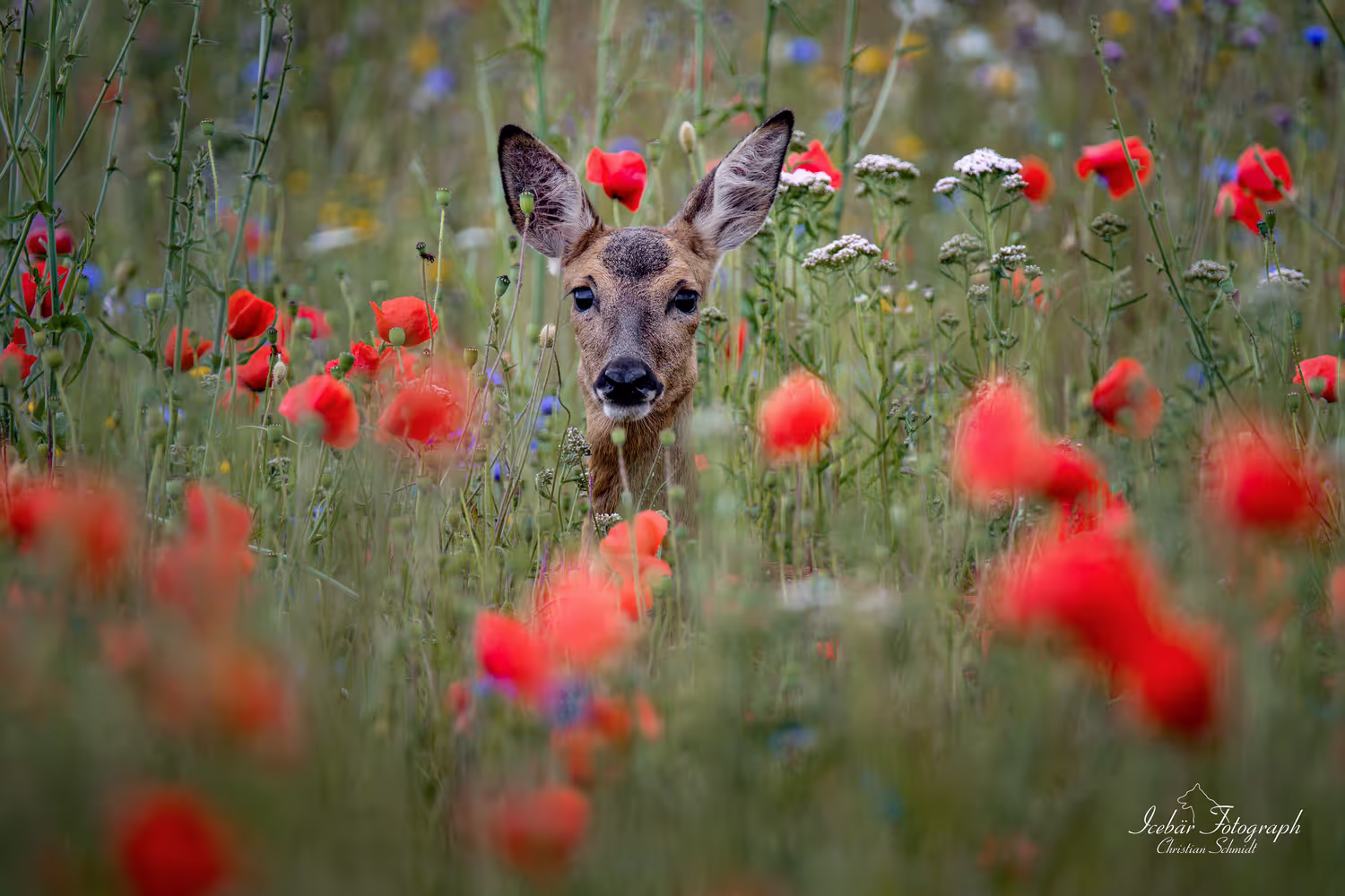 Liebling auf einem Feld von Icebär Photographer