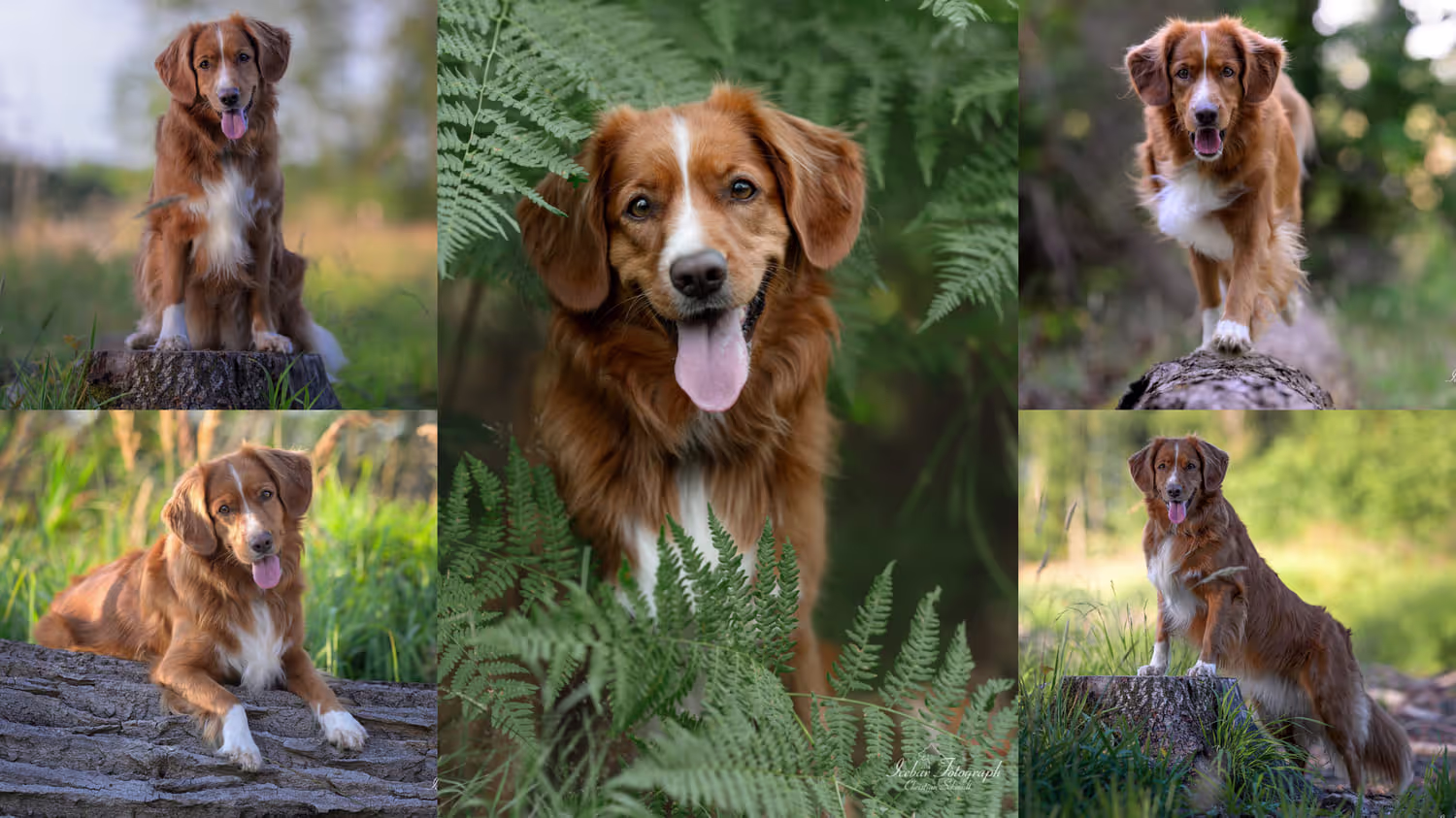Hundefoto von Icebär Fotografie