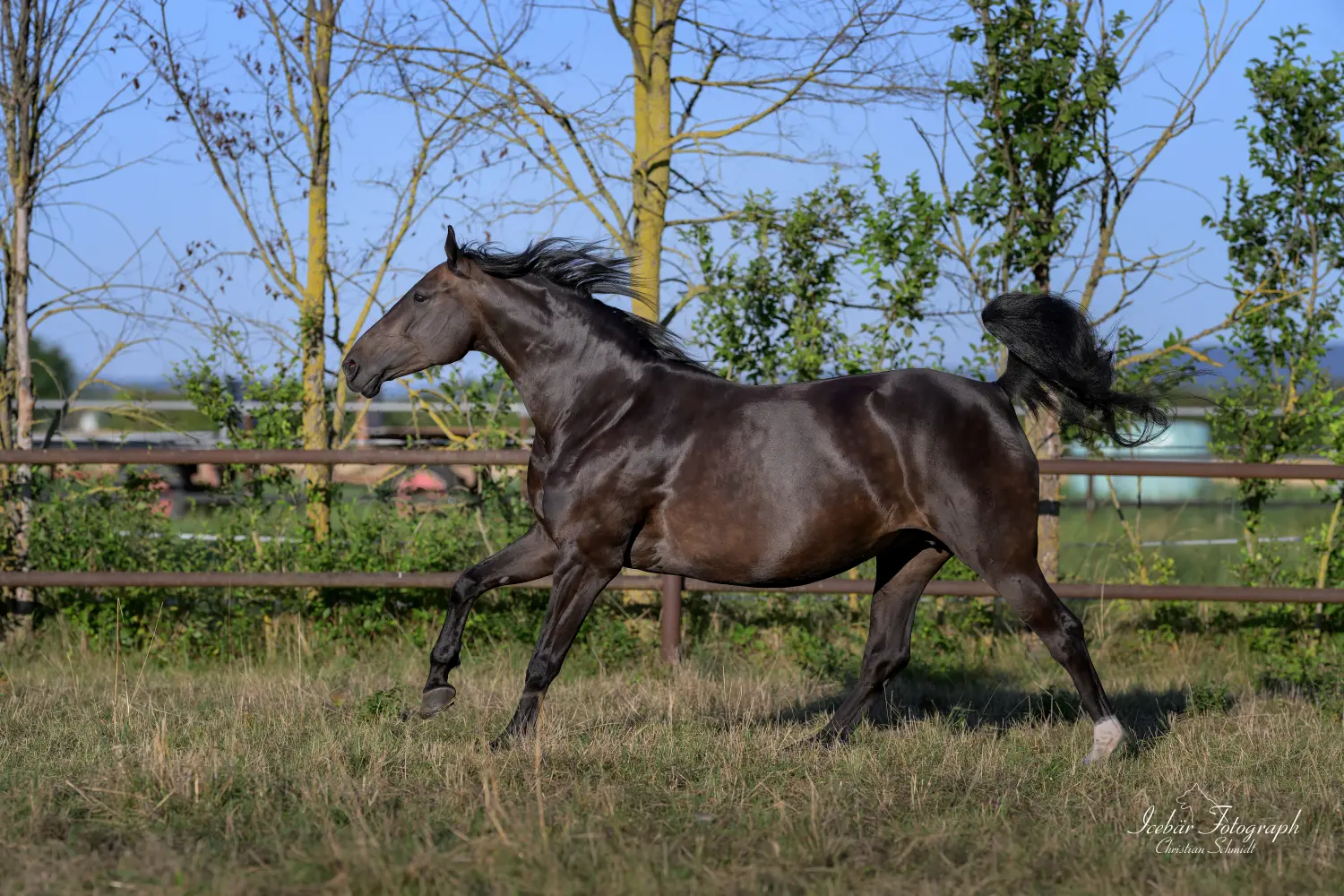 laufendes Pferd von Icebär Photographer