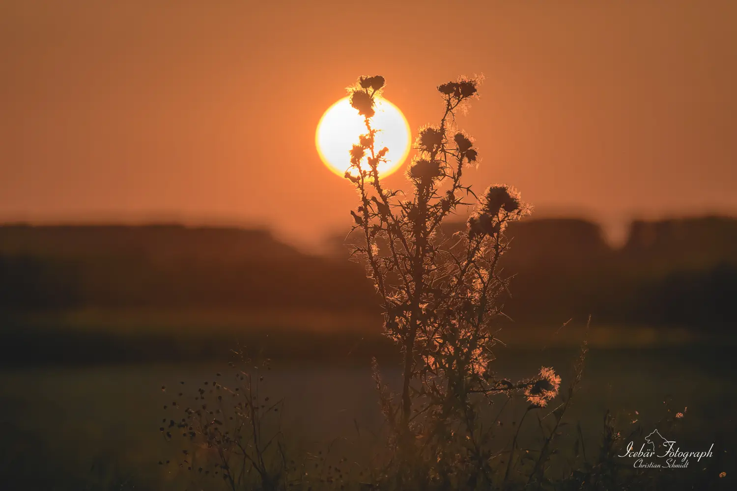 Sonnenuntergang in einem Feld von Icebär Photographer