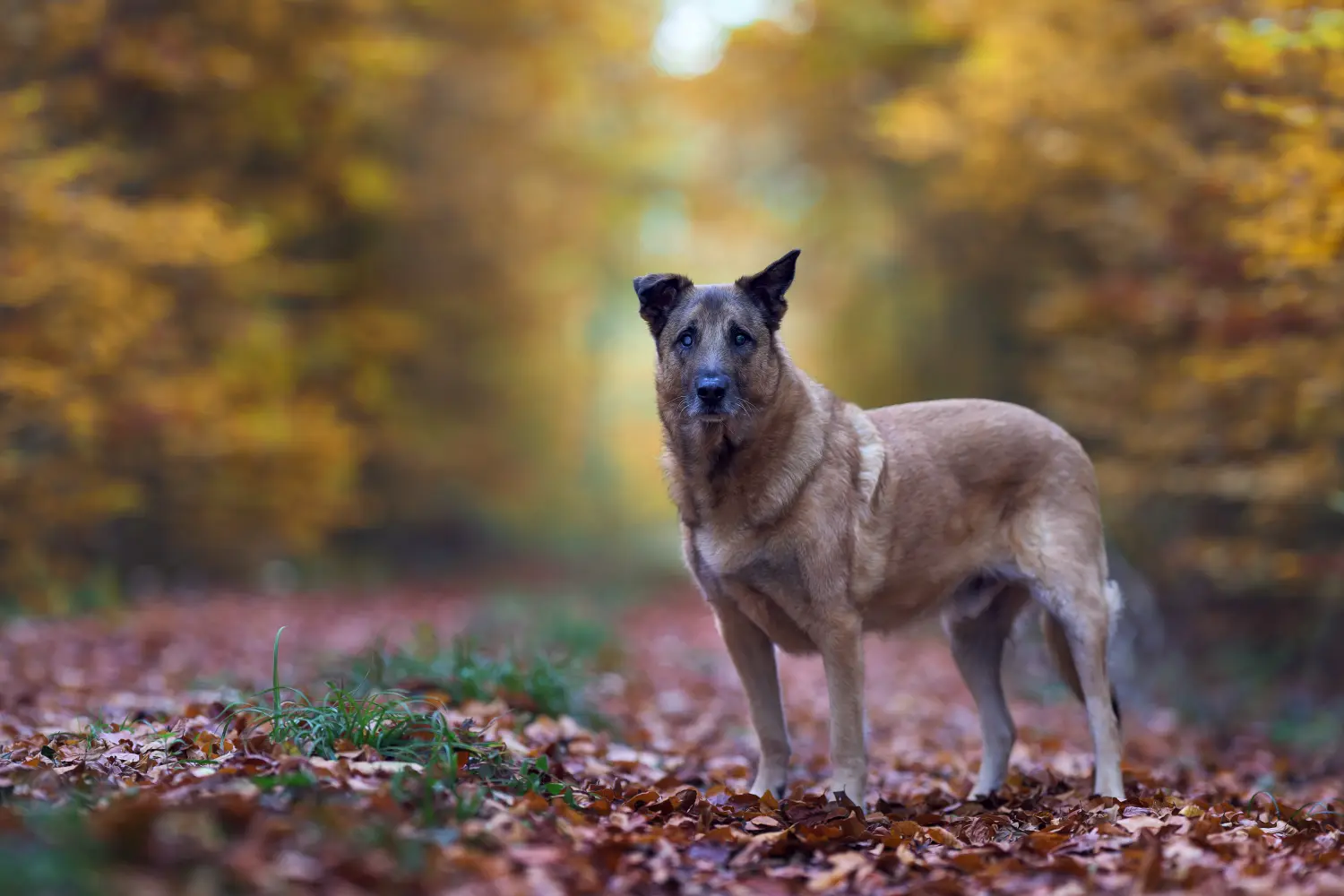 Tierfotografie von Icebär Fotografie