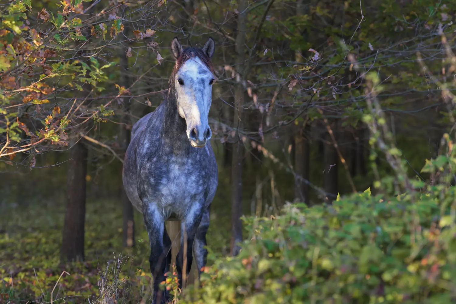 Tierfotografie von Icebär Fotografie