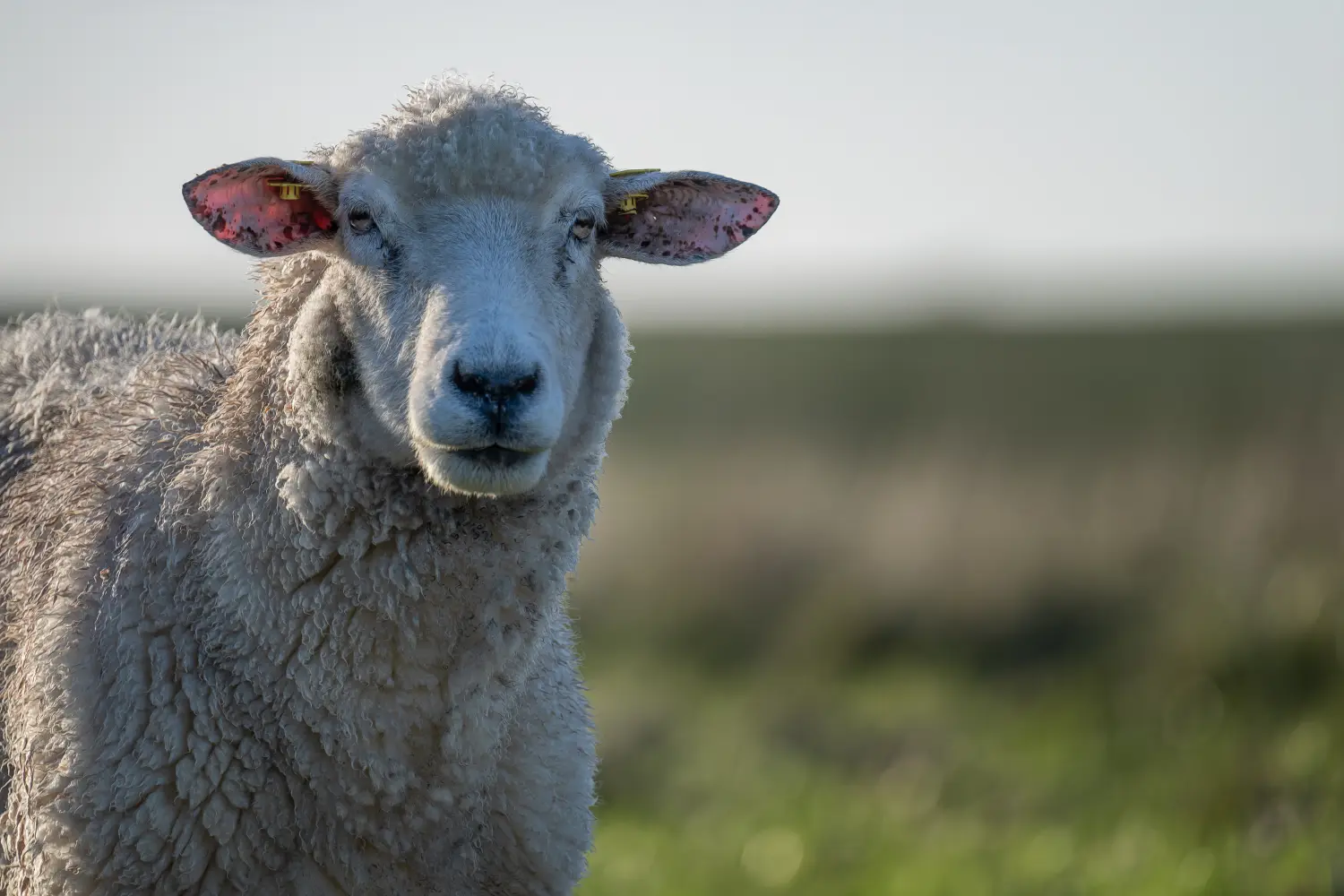Tierfotografie von Icebär Fotografie