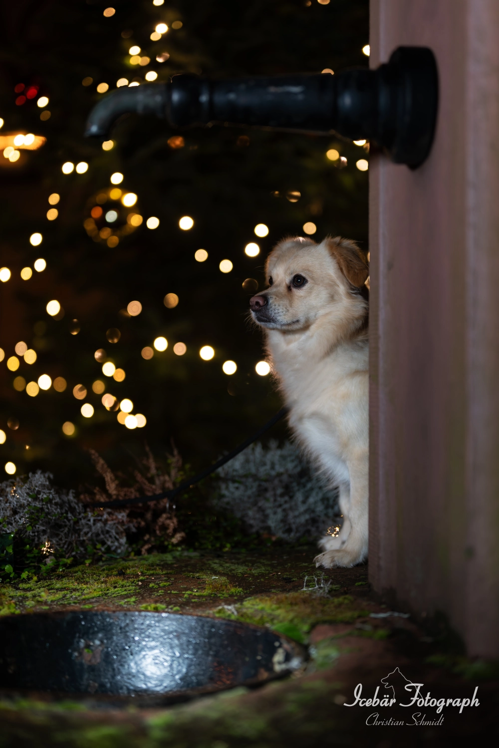 Tierfotografie von Icebär Fotografie