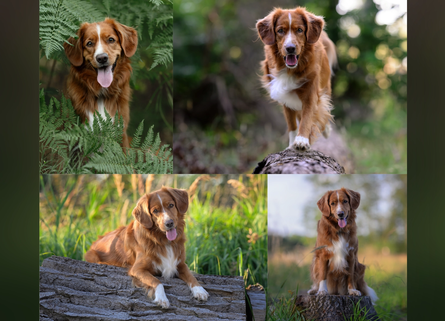 Hundefoto von Icebär Fotografie